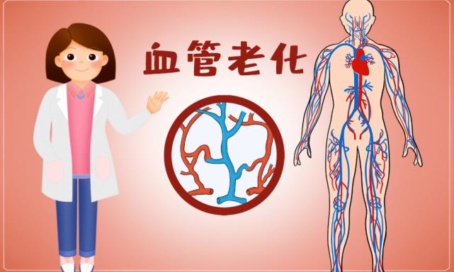 阻止血管老化,抓住抗衰老的关键问题