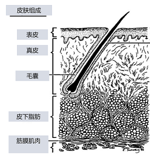 毛囊炎擦药好了又复发是怎么回事