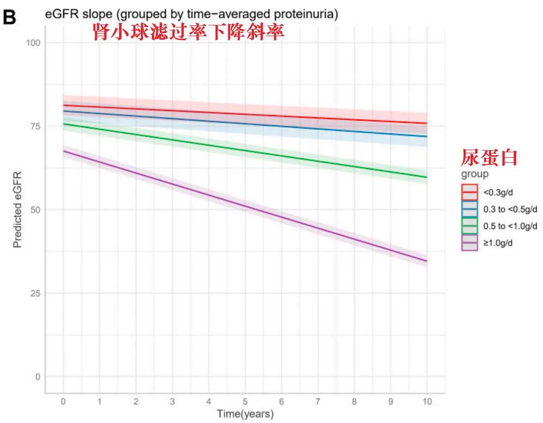 世界肾脏日 | 关注IgA肾病 尿蛋白0.5g vs 1g，肾脏寿命可能相差30年！