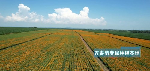 一场“伪洋牌”造假与国产标准的正面交锋：央视曝光优思益后，谁将成为参考答案